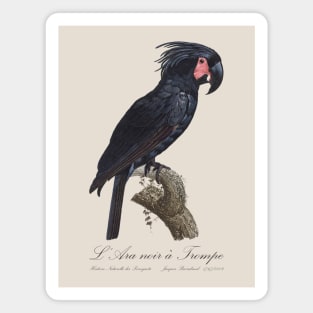 Palm Cockatoo Parrot / L' Ara Noir a Trompe - Jacques Barraband 19th century Illustration Magnet